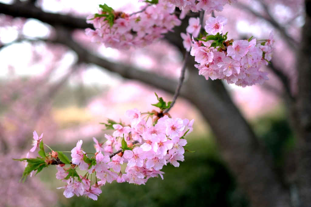 「ふれあいの道」河津桜が満開＃２