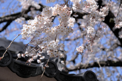 今日出会った様々なサクラたち#9