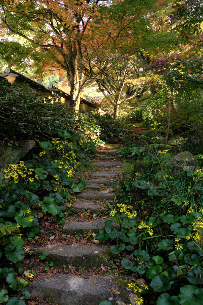 晩秋の紅葉撮影・松平郷＃４