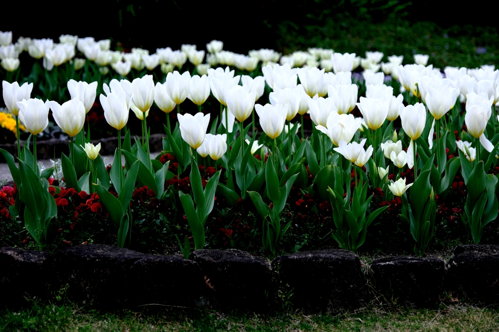 春爛漫チューリップたち＃５