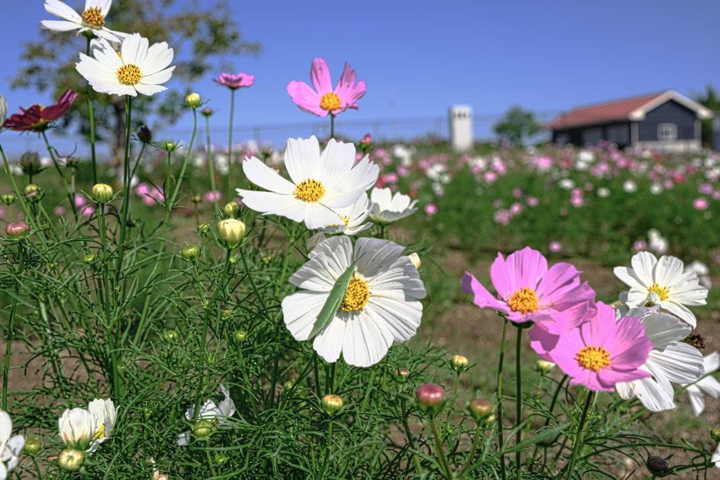 油ヶ淵水辺公園のコスモス＃５