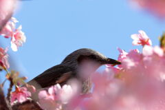 河津桜とメジロ狙いのはずが・・・・#7