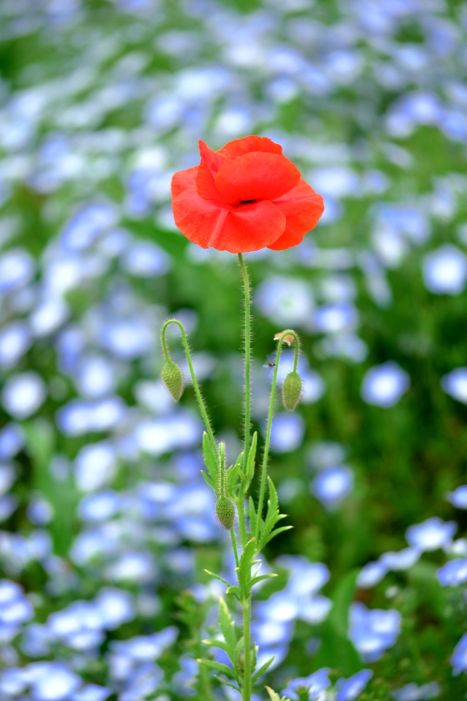 ネモフィラが見頃＃３