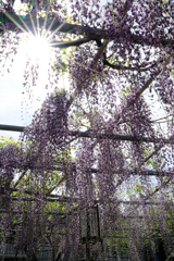ちょっと早かった広藤園の藤＃８