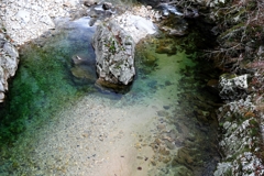 根羽村の『月瀬の大杉』#2