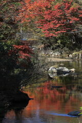 久し振りに大井平公園紅葉撮影＃１３