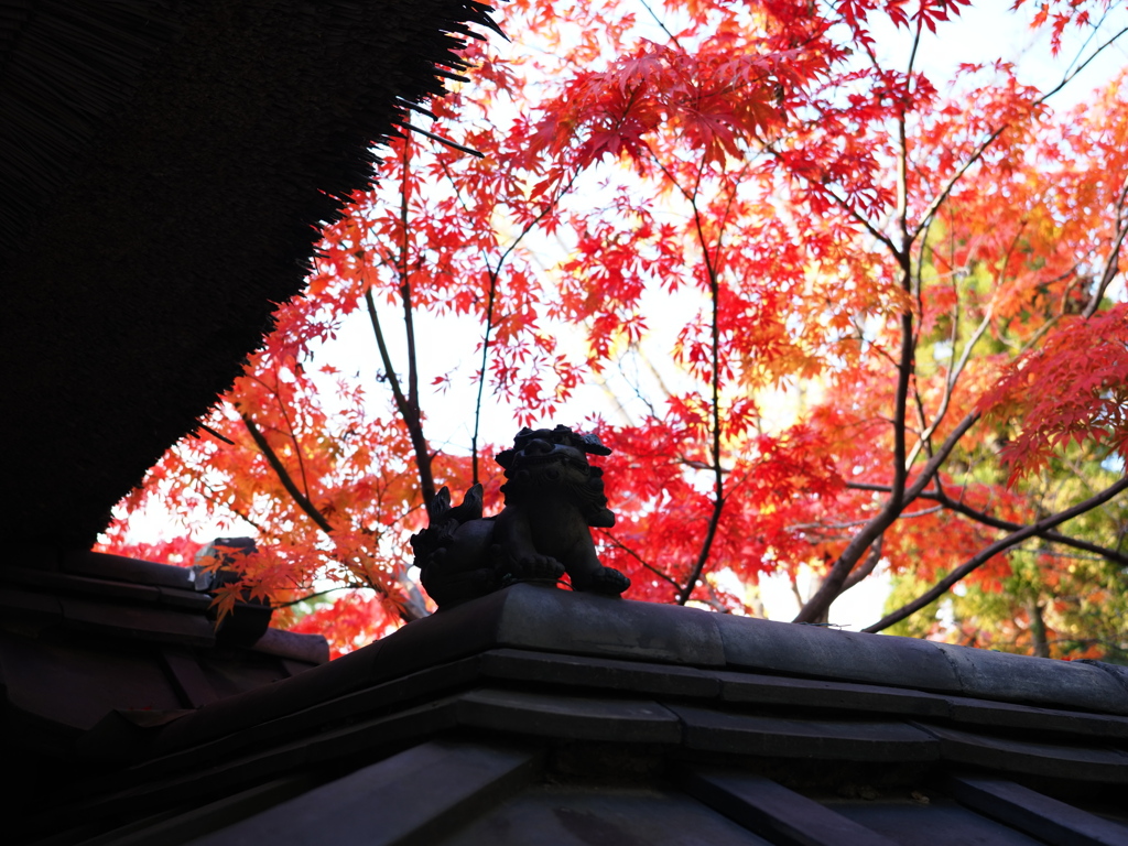 貞照院の紅葉真っ盛り＃１０