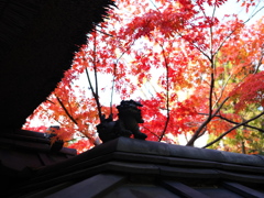 貞照院の紅葉真っ盛り#10