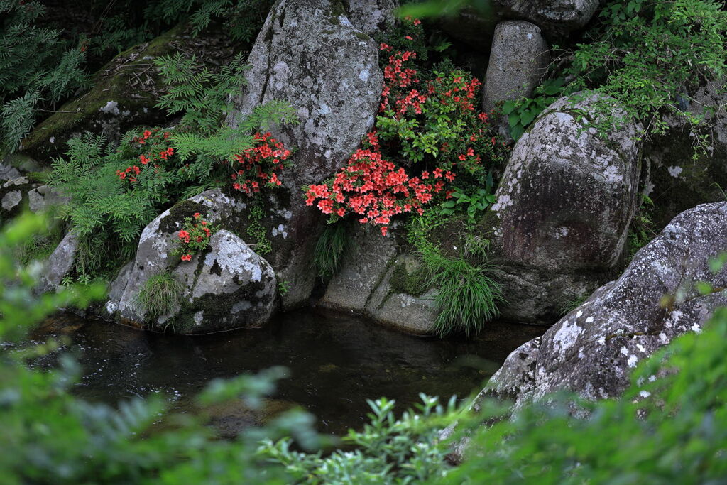 見頃を迎えた岩ツツジ＃１０