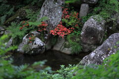 見頃を迎えた岩ツツジ＃１０