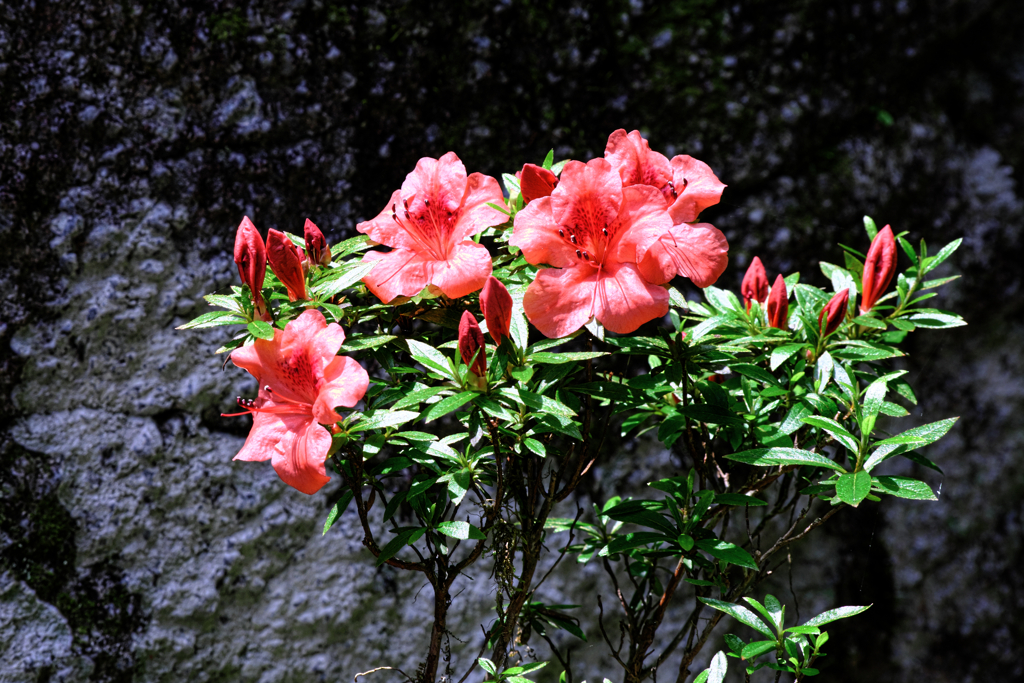 神越渓谷の岩ツツジ＃４