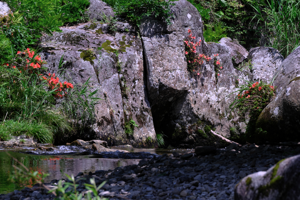 神越渓谷の岩ツツジ＃１