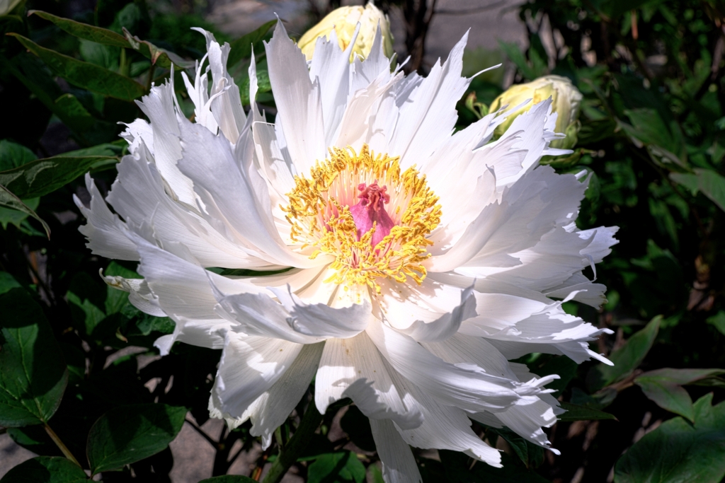 牡丹・芍薬が見頃＃２