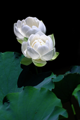 水辺公園蓮の花#8