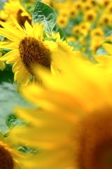 夏の風物詩・向日葵＃６