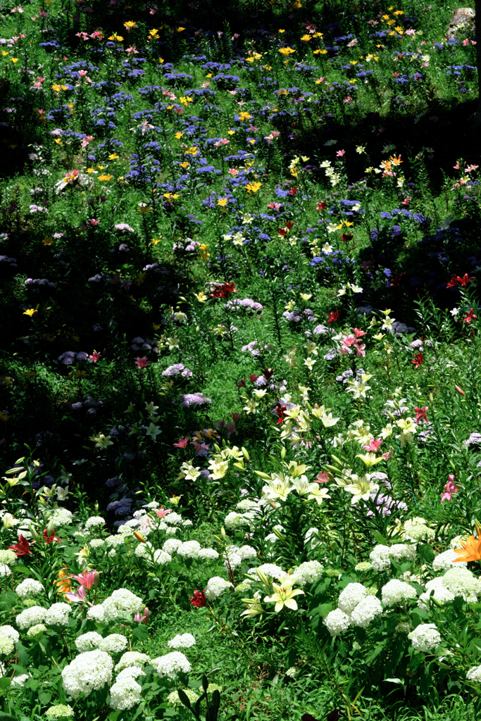 見頃を迎えた可睡ユリの園＃６