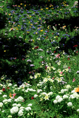 見頃を迎えた可睡ユリの園＃６