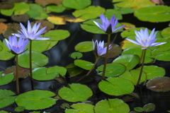 スイレンの花が見頃＃６