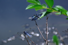 岡崎の大正池こと小呂池#2