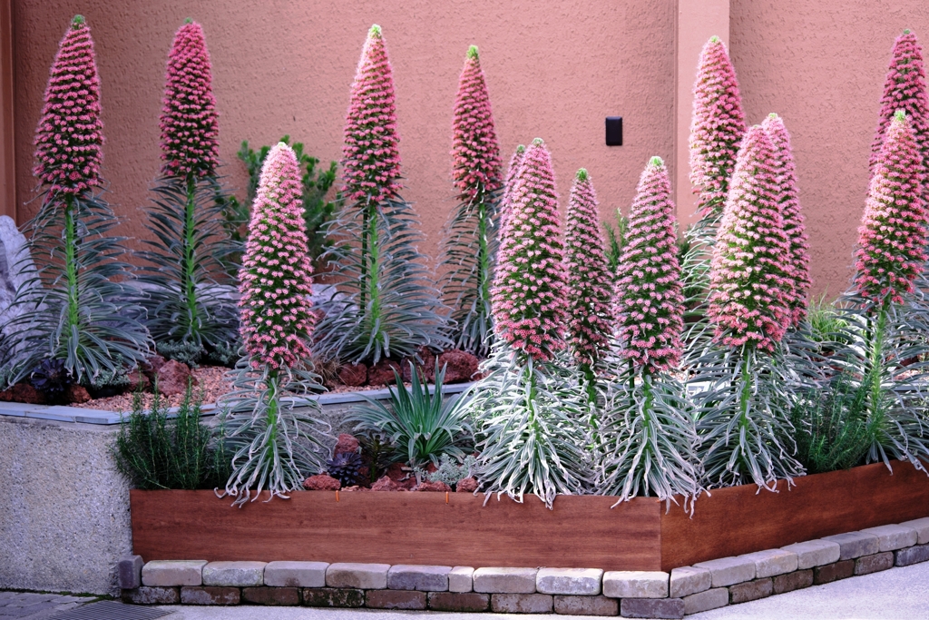 春うらら・花たちが咲き揃う＃９