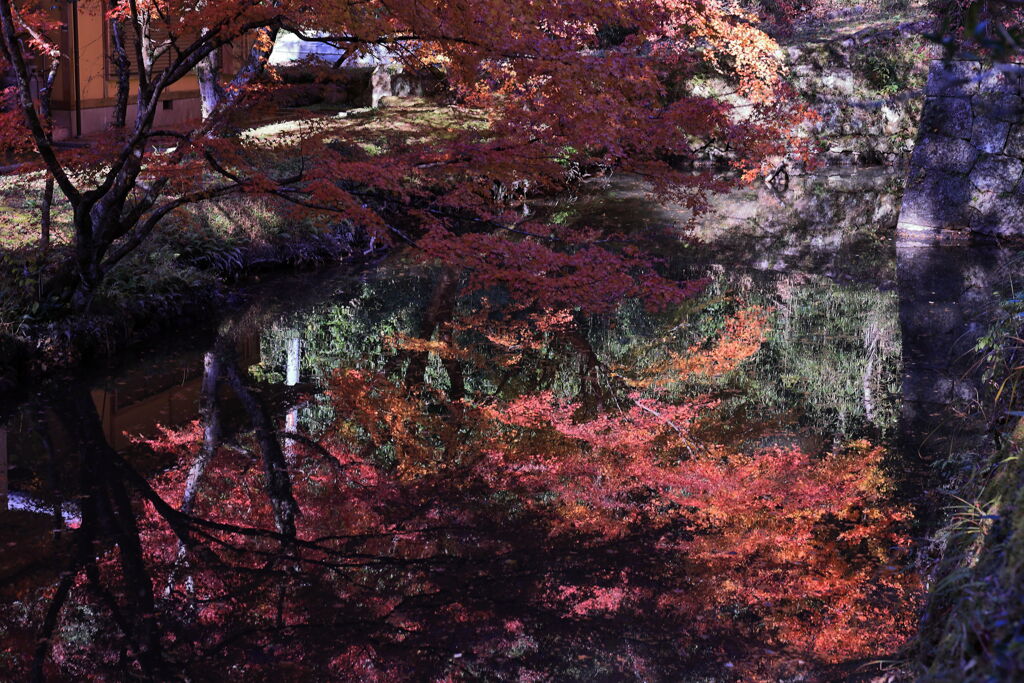 見頃を迎えた松平郷の紅葉＃３