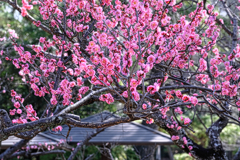 岡崎南公園の梅の花＃１０