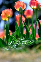 早咲きのチューリップがキレイ～＃９