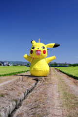 畑の真ん中にピカチュー出現!#5