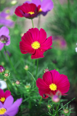 油ヶ淵水辺公園のコスモスたち#6