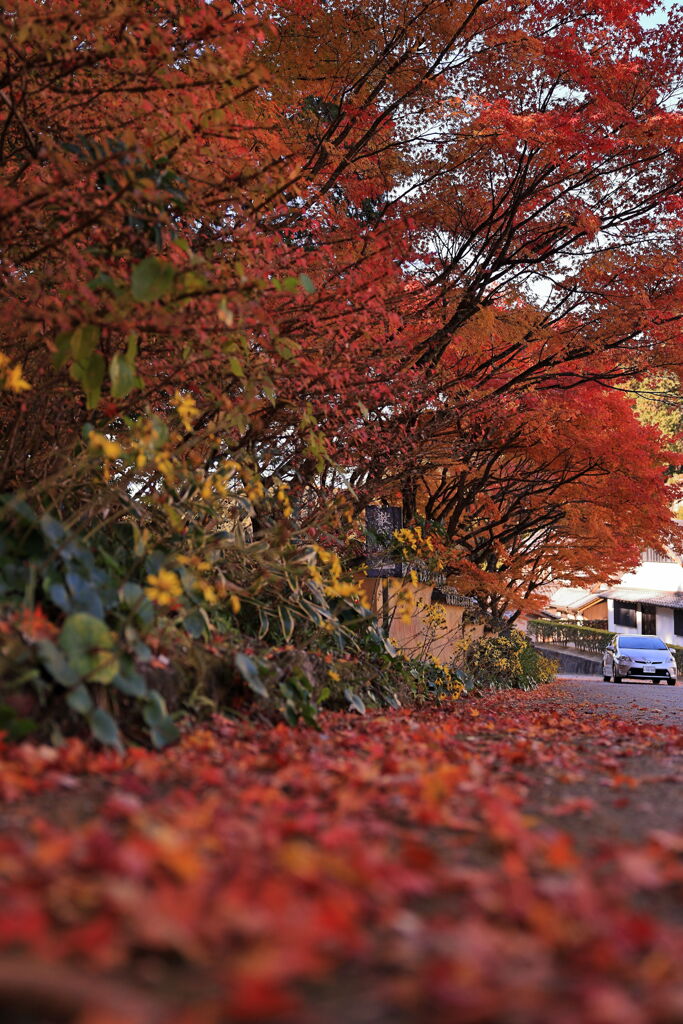 見頃を迎えた松平郷の紅葉＃９