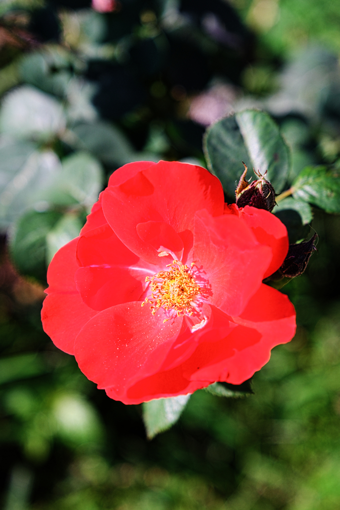 ミササガパークの秋バラ＃３