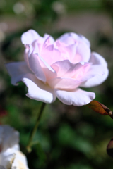 ミササガパークの秋バラ＃５