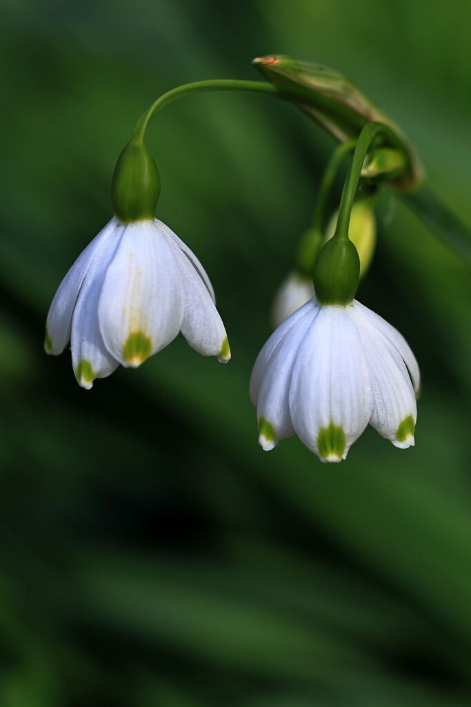 サクラから次の花へ移り変わり＃４