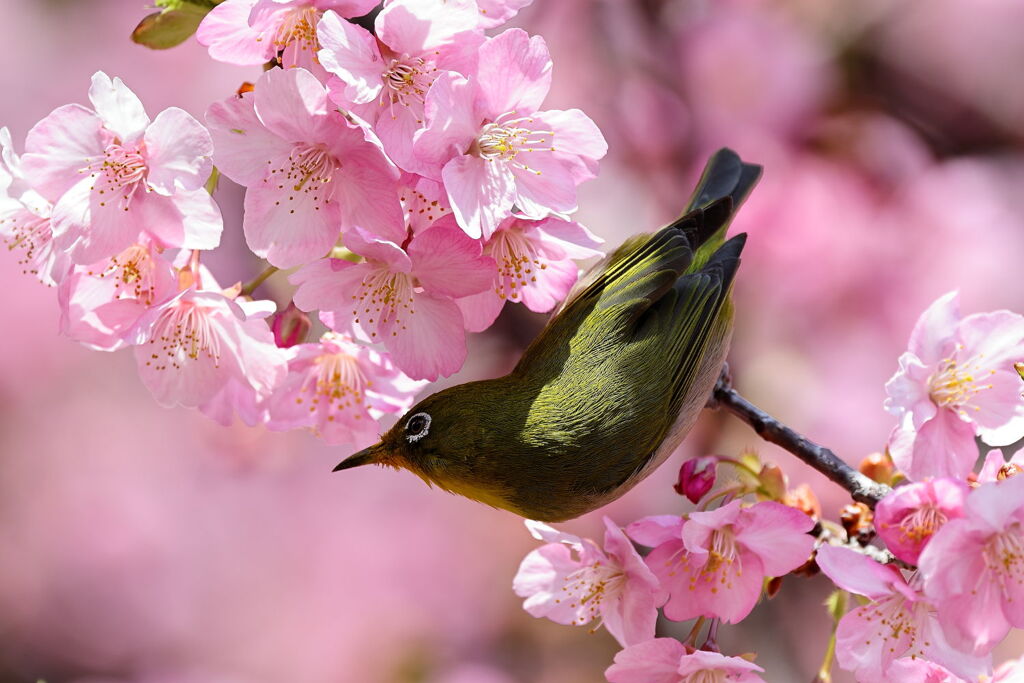 河津桜とメジロちゃんのコラボ＃５