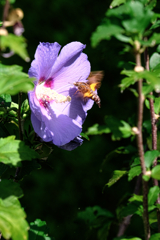 久し振りのヒーリングガーデン＃５