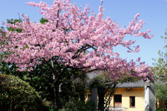 河津桜が満開・なばなの里#1