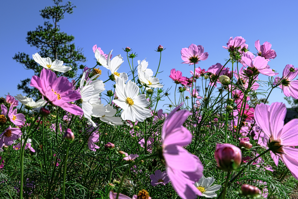 油ヶ淵水辺公園のコスモス＃７