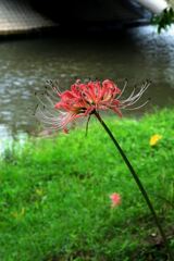 今年も咲き始めたリコリスの花＃１