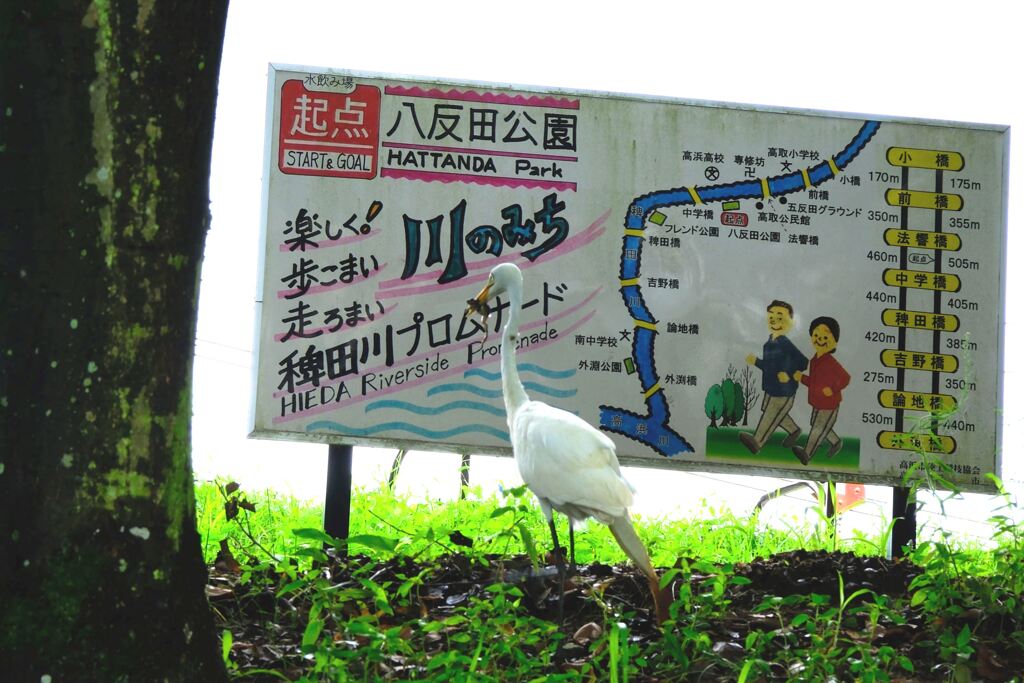 今年も咲き始めたリコリスの花＃８