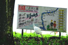 今年も咲き始めたリコリスの花＃８