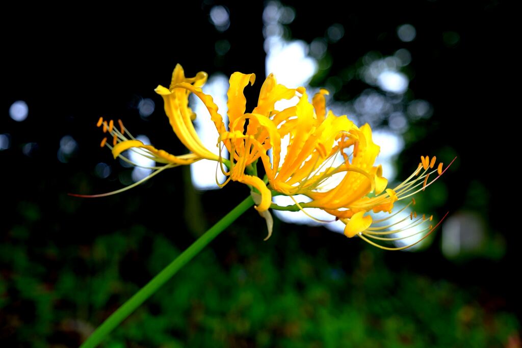 今年も咲き始めたリコリスの花＃９