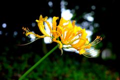 今年も咲き始めたリコリスの花＃９