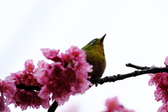 雨上がりの寒緋サクラと野鳥たち＃５