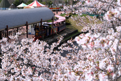 明石公園のサクラとおとぎ列車＃７