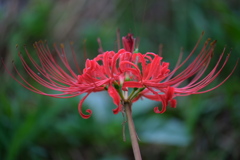 紅い彼岸花が咲き始めて＃１