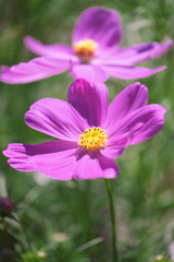 油ヶ淵水辺公園のコスモスたち#5