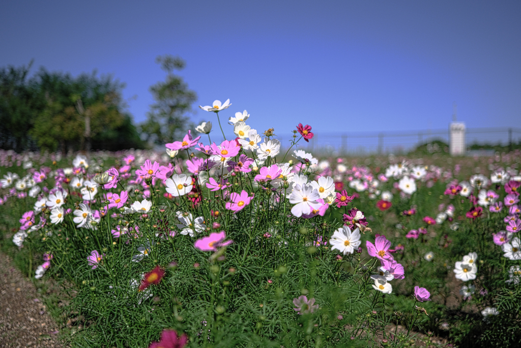 油ヶ淵水辺公園のコスモス＃２