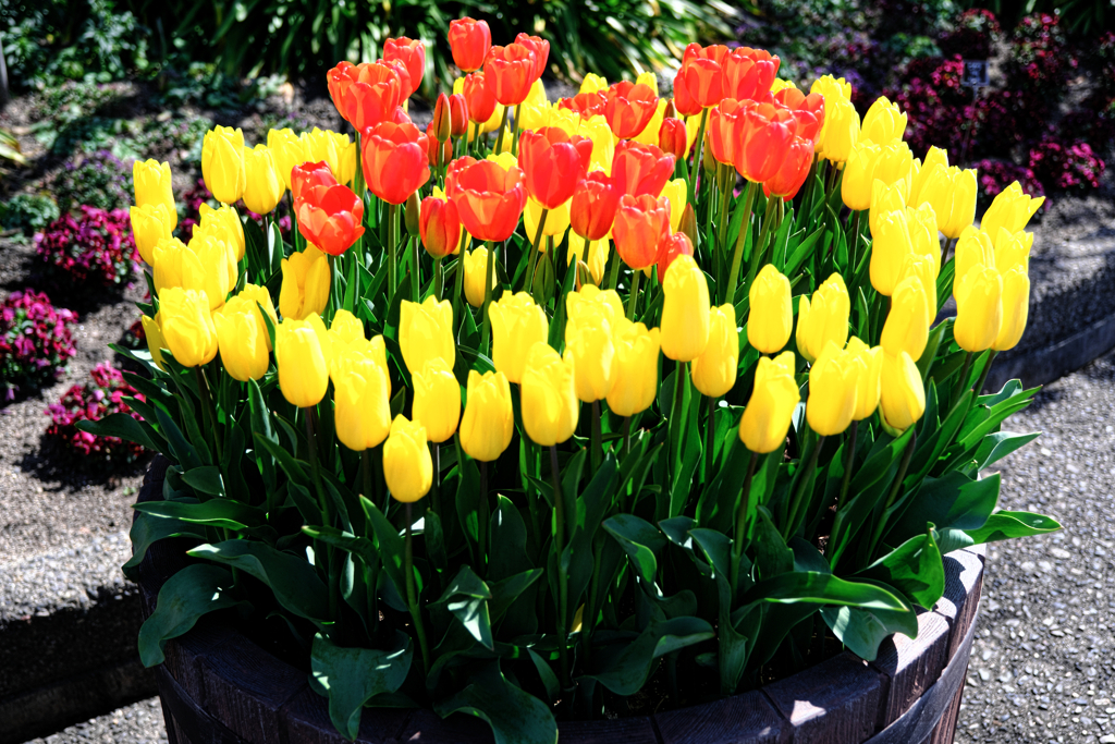 なばなの里チューリップ＃９