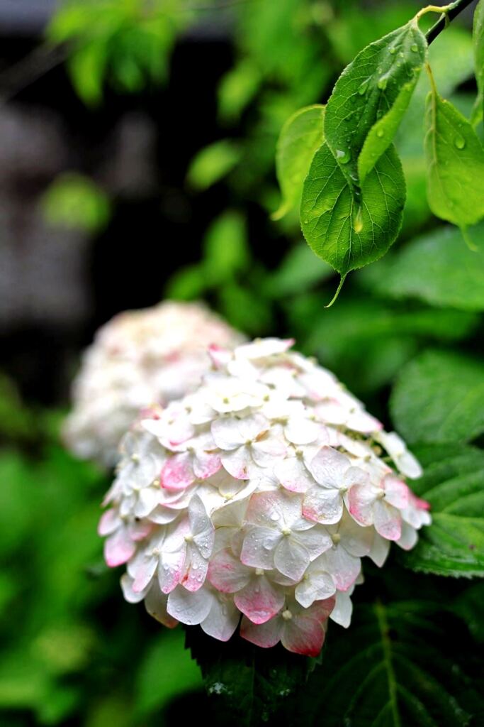 雨降りの紫陽花と本光寺＃７