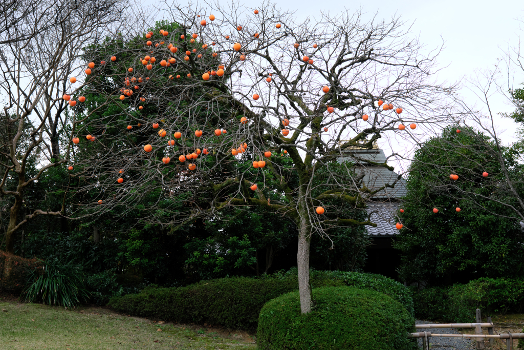 秋深し丈山苑も秋本番＃９